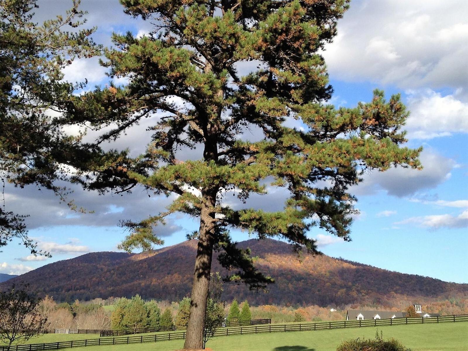 Montfair Resort Farm Crozet Quarto foto
