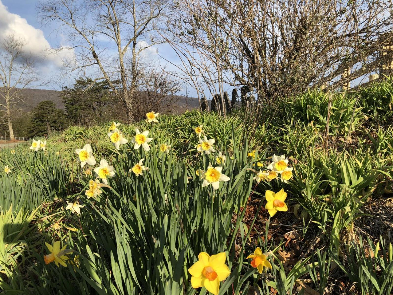 Montfair Resort Farm Crozet Quarto foto
