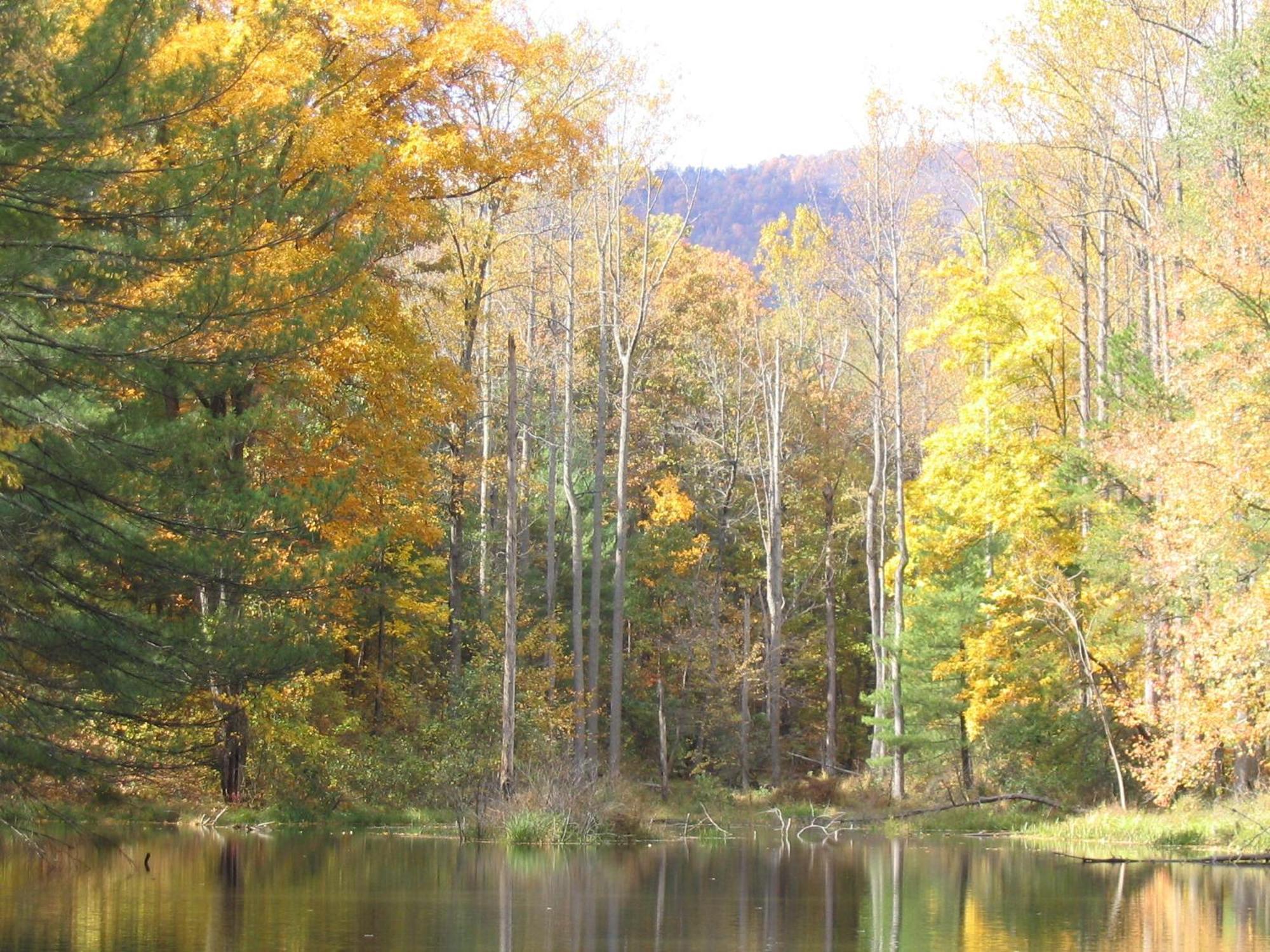 Montfair Resort Farm Crozet Quarto foto